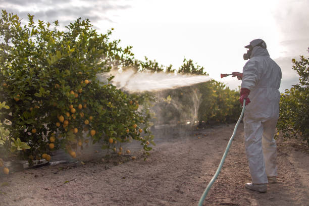 Best Rat Extermination Near Me  in Crockett, TX
