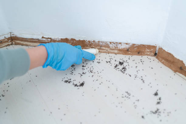 Best Rat Extermination Near Me  in Crockett, TX